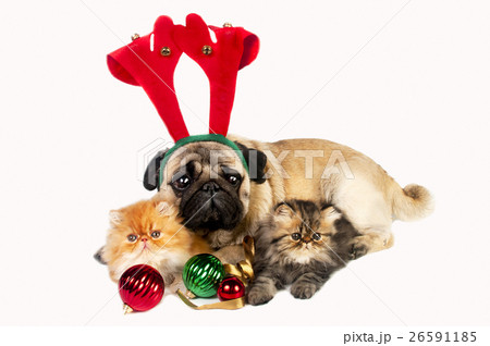 Animal stock images 26591185