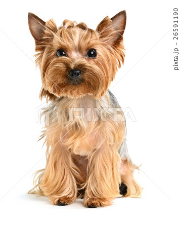 Animal stock images Animal stock images 26591190