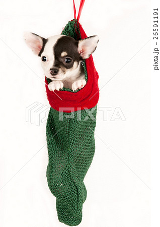 Animal stock images Animal stock images 26591191
