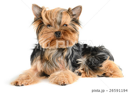 Animal stock images Animal stock images 26591194
