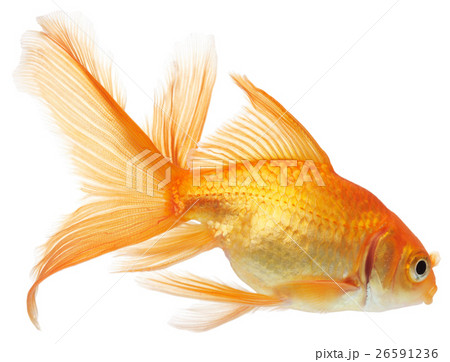 Animal stock images Animal stock images 26591236