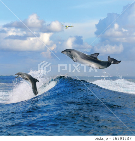Animal stock images Animal stock images 26591237