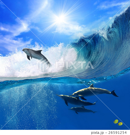 Animal stock images Animal stock images 26591254