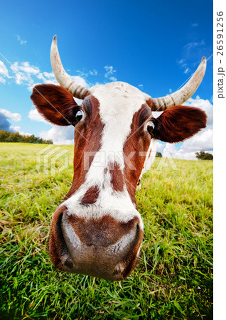 Animal stock images 26591256
