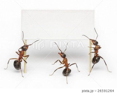 Animal stock images 26591264
