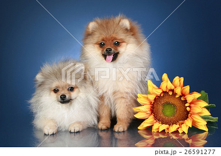Animal stock images Animal stock images 26591277