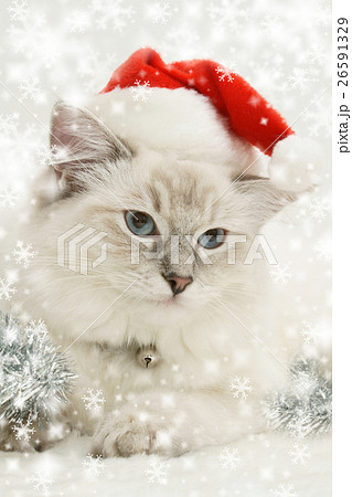 Animal stock images Animal stock images 26591329