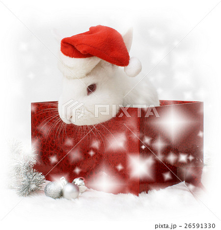 Animal stock images Animal stock images 26591330