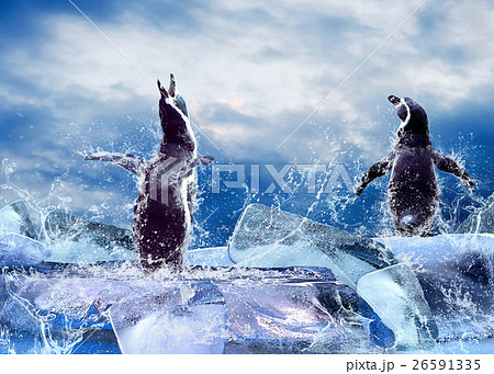 Animal stock images Animal stock images 26591335