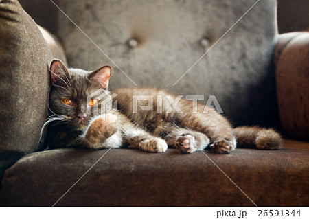 Animal stock images Animal stock images 26591344