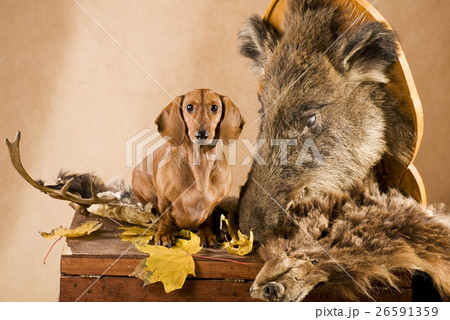 Animal stock images Animal stock images 26591359