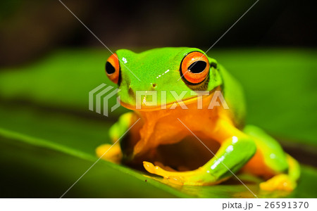 Animal stock images Animal stock images 26591370