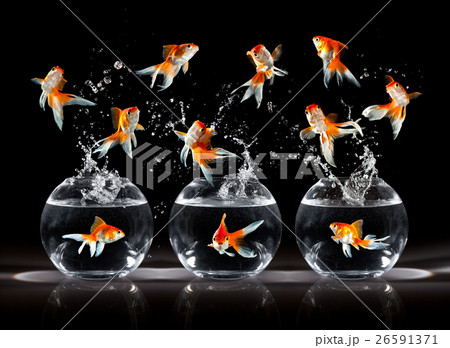 Animal stock images 26591371