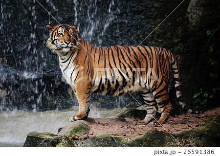 Animal stock images 26591386