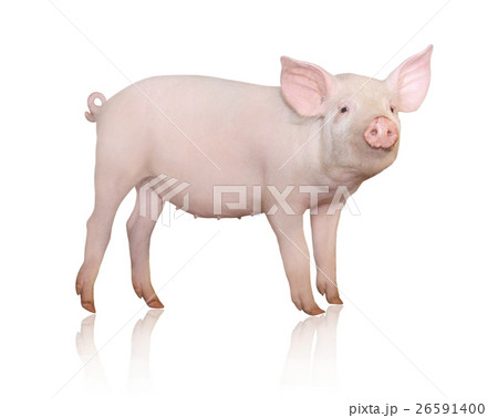 Animal stock images 26591400