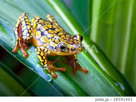 Animal stock images Animal stock images 26591401