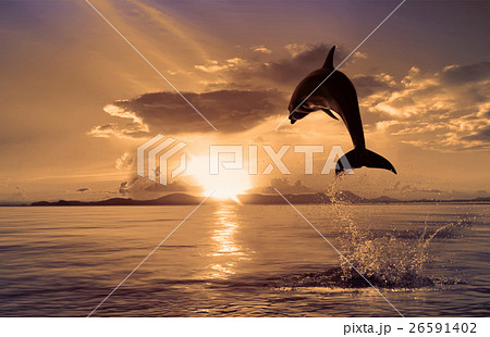 Animal stock images 26591402