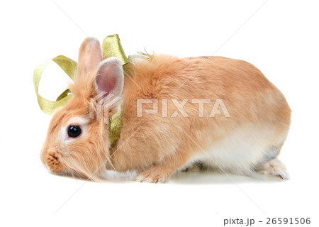 Animal stock images Animal stock images 26591506