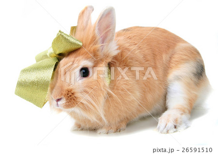 Animal stock images Animal stock images 26591510
