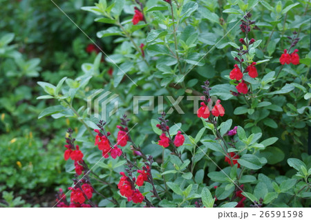 チェリーセージ　花言葉は「燃ゆる思い」 26591598