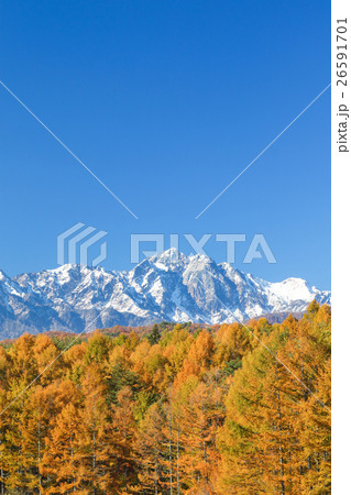 五竜岳とカラマツ黄葉 五竜岳とカラマツ黄葉 26591701