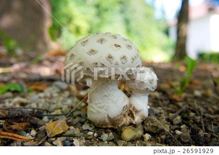 Couple of white Mushrooms Couple of white Mushrooms 26591929