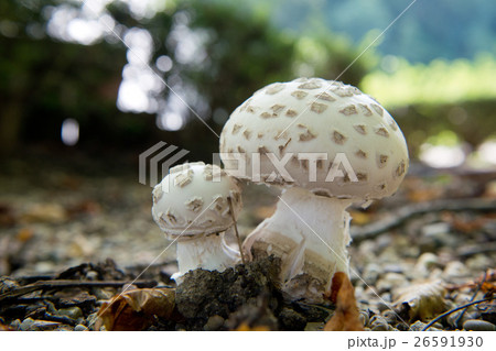 Couple of white Mushrooms Couple of white Mushrooms 26591930