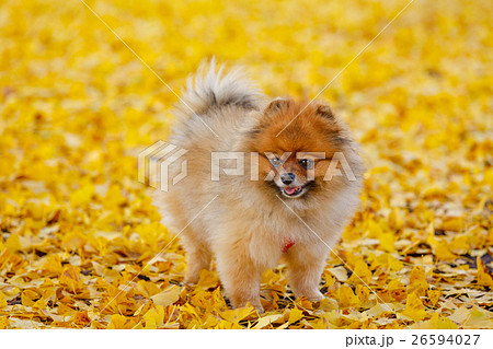 【わわいい動物】イチョウの絨毯とポメラニアン 【わわいい動物】イチョウの絨毯とポメラニアン 26594027
