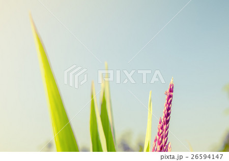 Depth of field close up of young corn flower Depth of field close up of young corn flower 26594147