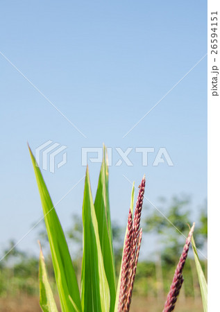 Depth of field close up of corn flower 26594151