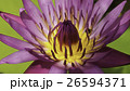 Beautiful purple lotus 26594371