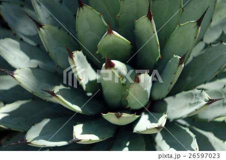 Agave cactus macro - plant closeup 26597023