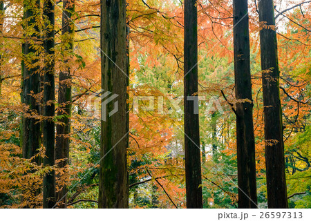 秋のメタセコイア 26597313