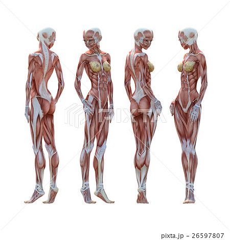 女性 筋肉標本 人体標本 Perming3dcg イラスト素材のイラスト素材