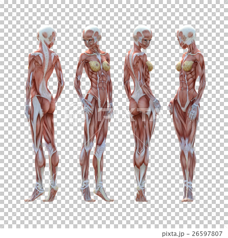 女性肌肉標本人體標本perming3DCG插圖素材 女性肌肉標本人體標本perming3DCG插圖素材 26597807