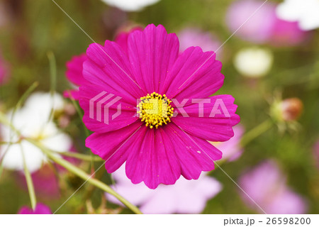 コスモス 26598200