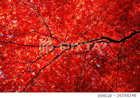 真紅の紅葉 26598246
