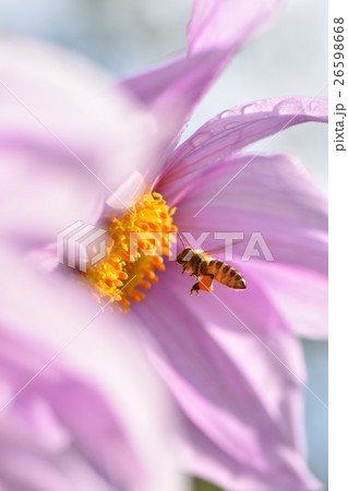 日本ミツバチと皇帝ダリアの花 26598668
