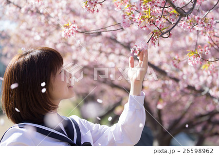 高校生と桜イメージの写真素材