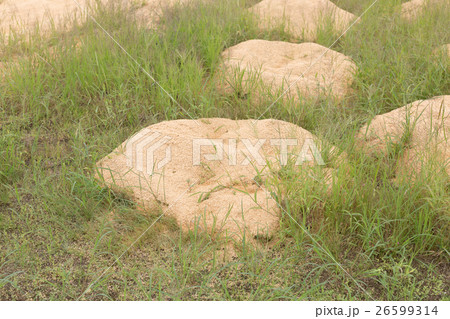 farming farming 26599314