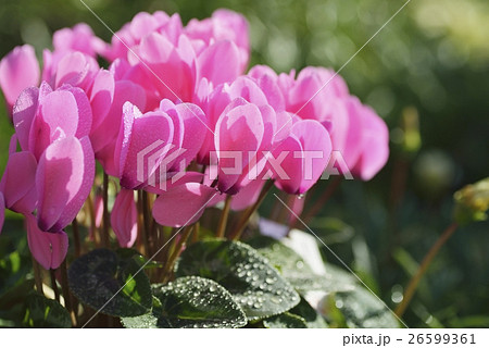 シクラメン 26599361