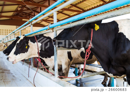 Dairy cows in a farm. Dairy cows in a farm. 26600683