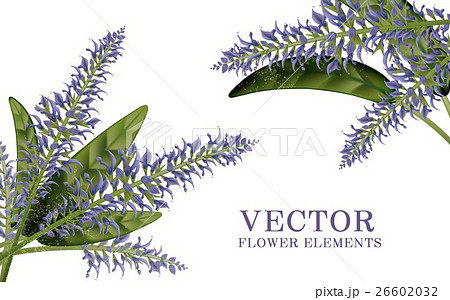 Elegant salvia elements 26602032