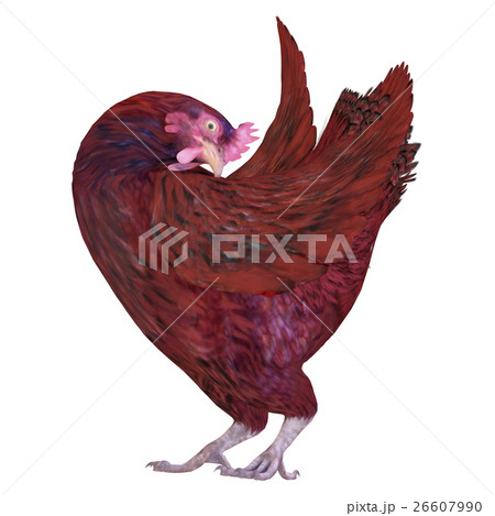 ニワトリ 26607990