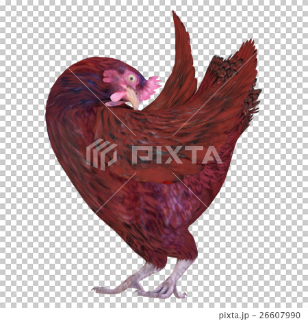 ニワトリ 26607990