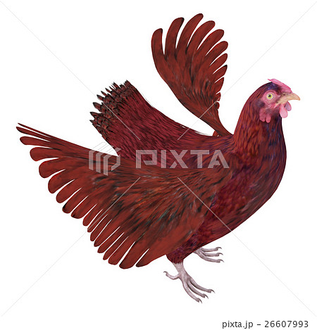 ニワトリ 26607993