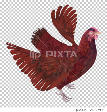 ニワトリ 26607993