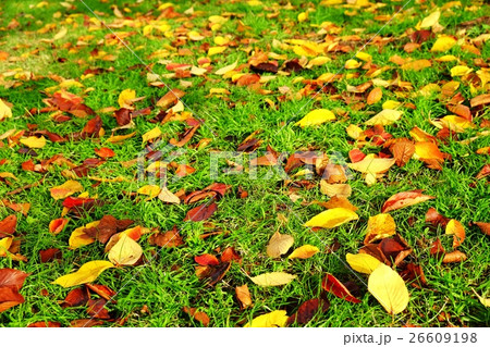 落葉の風景 26609198