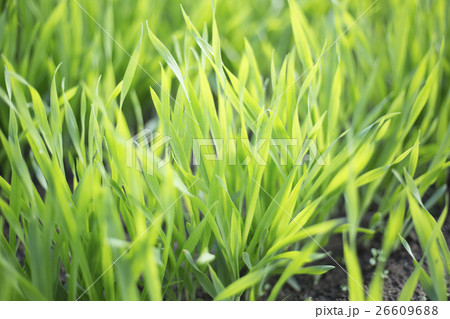 大麦若葉 26609688