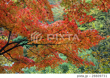高尾山 エコーリフト 山上駅の紅葉 高尾山 エコーリフト 山上駅の紅葉 26609731
